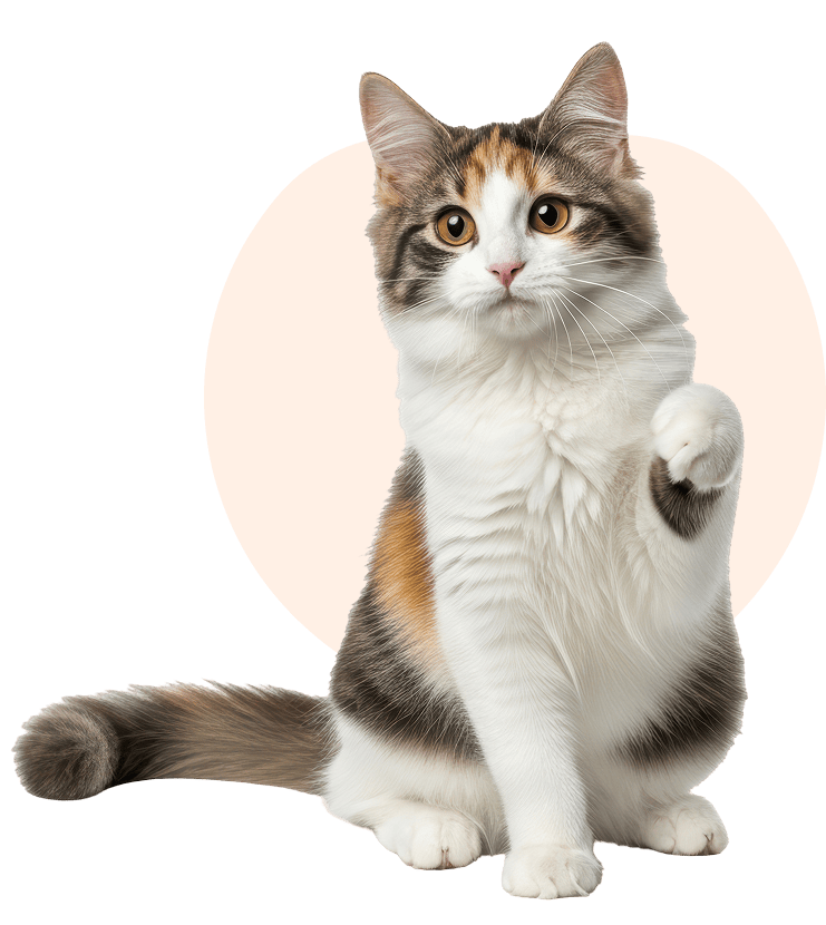 Cat and Koi Lounge in Las Vegas with calming koi pond