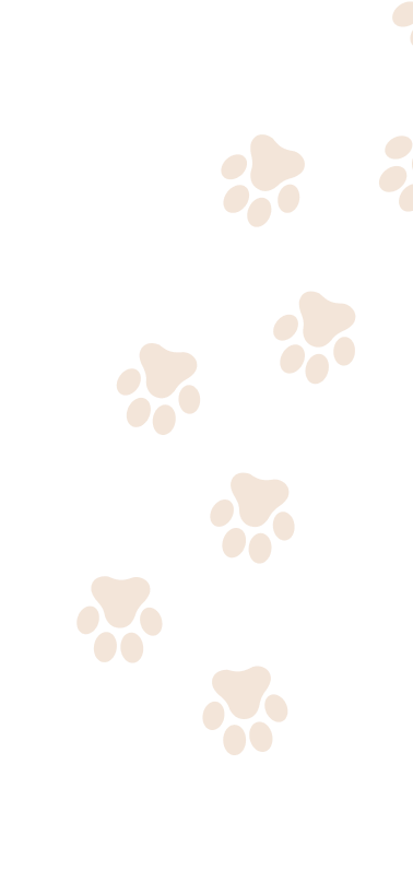 Accent Paw