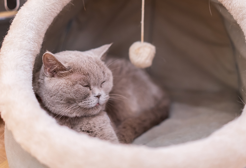 Cat and Koi Lounge Las Vegas — cozy cat lounge with koi pond