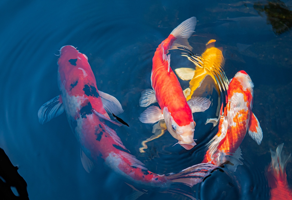 Cat and Koi Lounge in Las Vegas — cozy cat lounge with koi pond