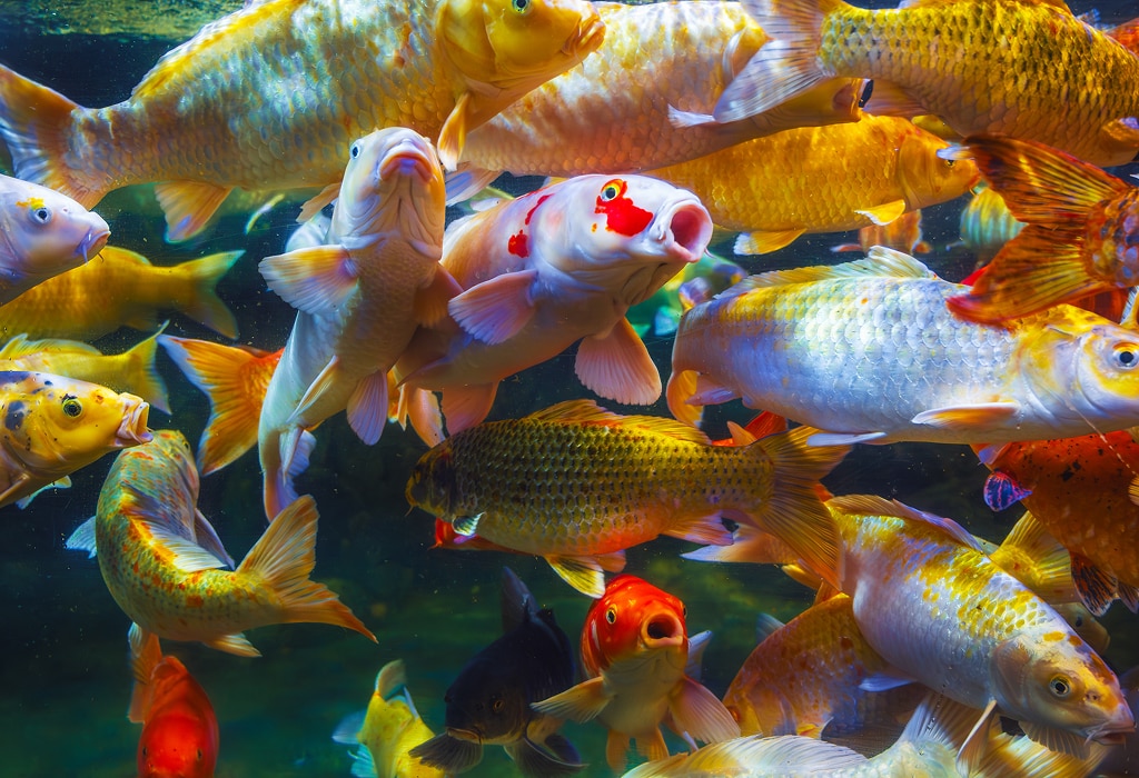 Cat and Koi Lounge in Las Vegas — cozy cat lounge with koi pond
