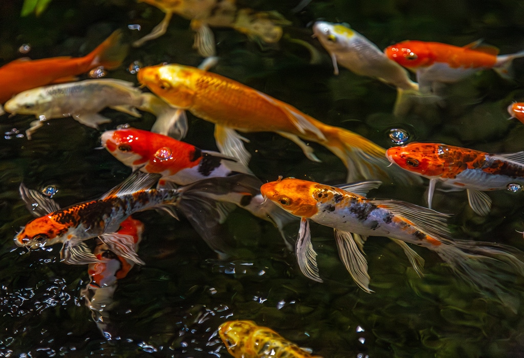 Cat and Koi Lounge in Las Vegas — cozy cat lounge with koi pond