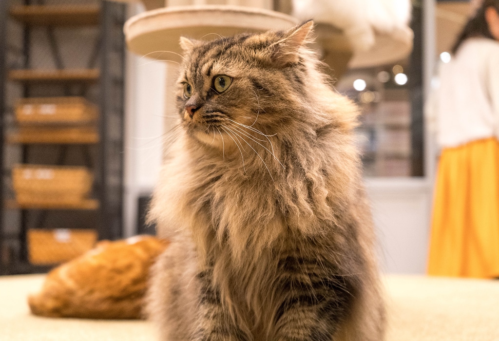 Cat and Koi Lounge in Las Vegas — cozy cat lounge with koi pond