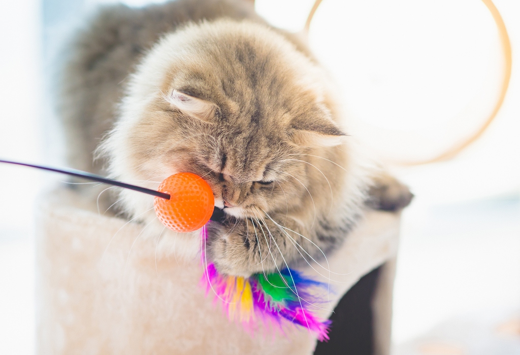 Cat and Koi Lounge in Las Vegas — cozy cat lounge with koi pond