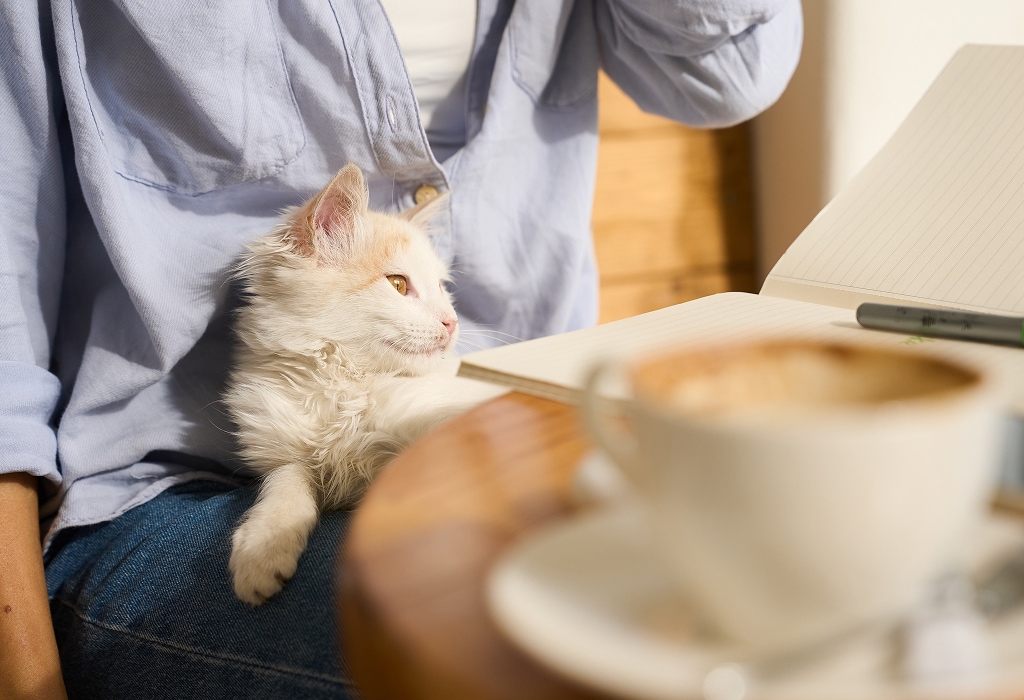 Cat and Koi Lounge in Las Vegas — cozy cat lounge with koi pond