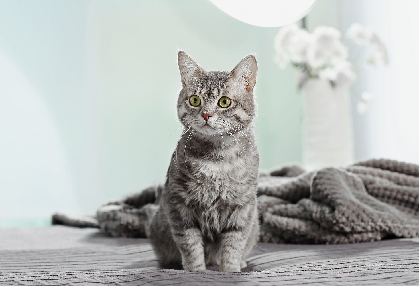 Cat and Koi Lounge in Las Vegas — cozy cat lounge with koi pond