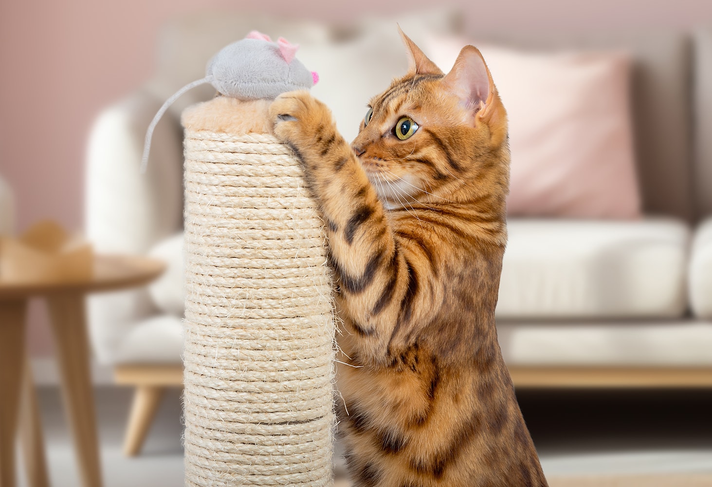 Cat and Koi Lounge in Las Vegas — cozy cat lounge with koi pond