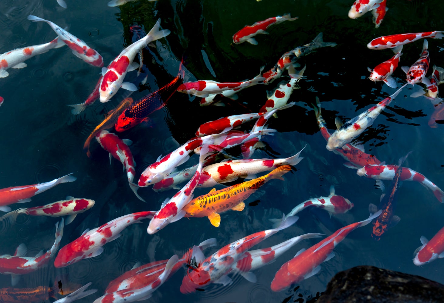Cat and Koi Lounge in Las Vegas — cozy cat lounge with koi pond