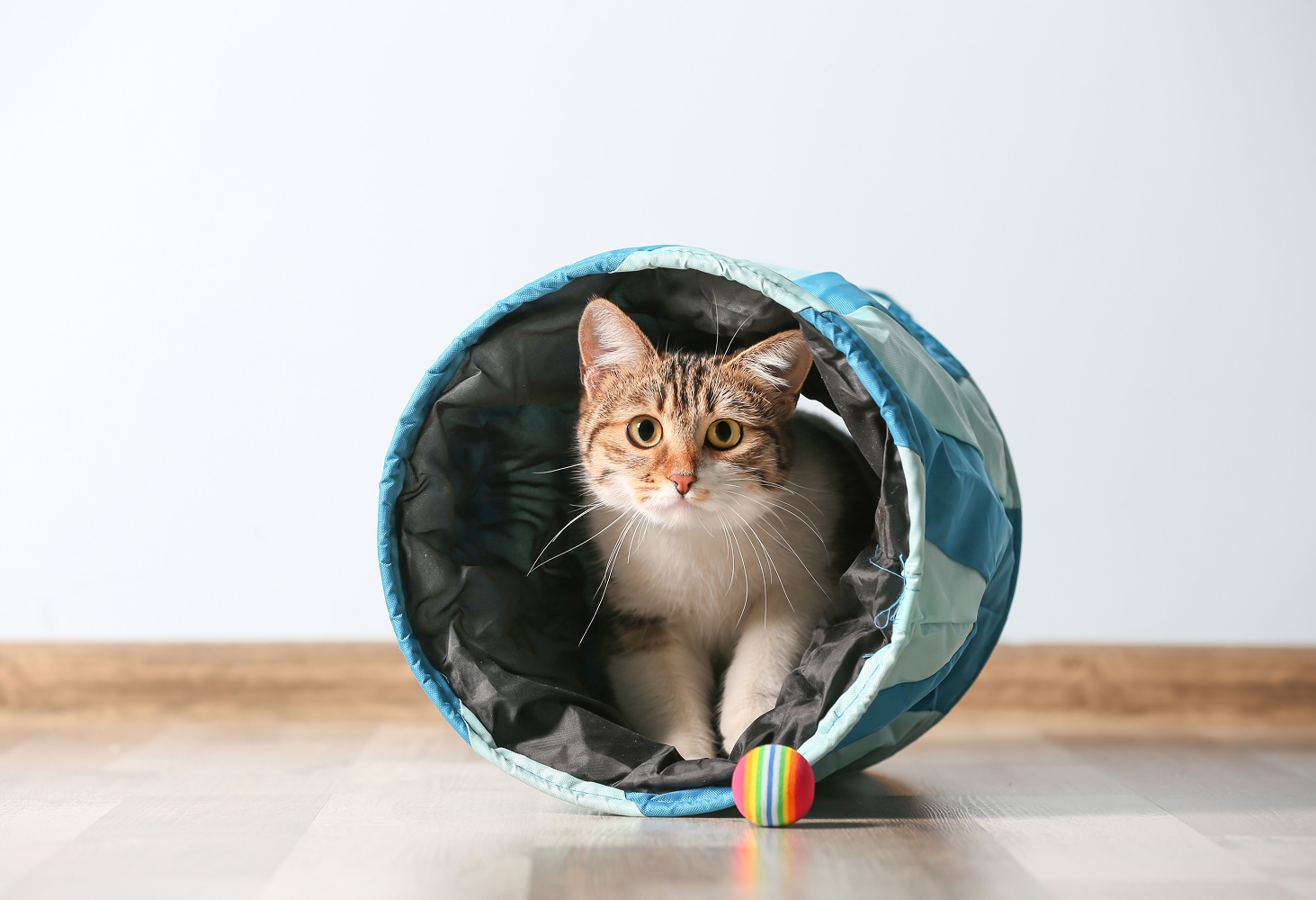 Cat and Koi Lounge in Las Vegas — cozy cat lounge with koi pond