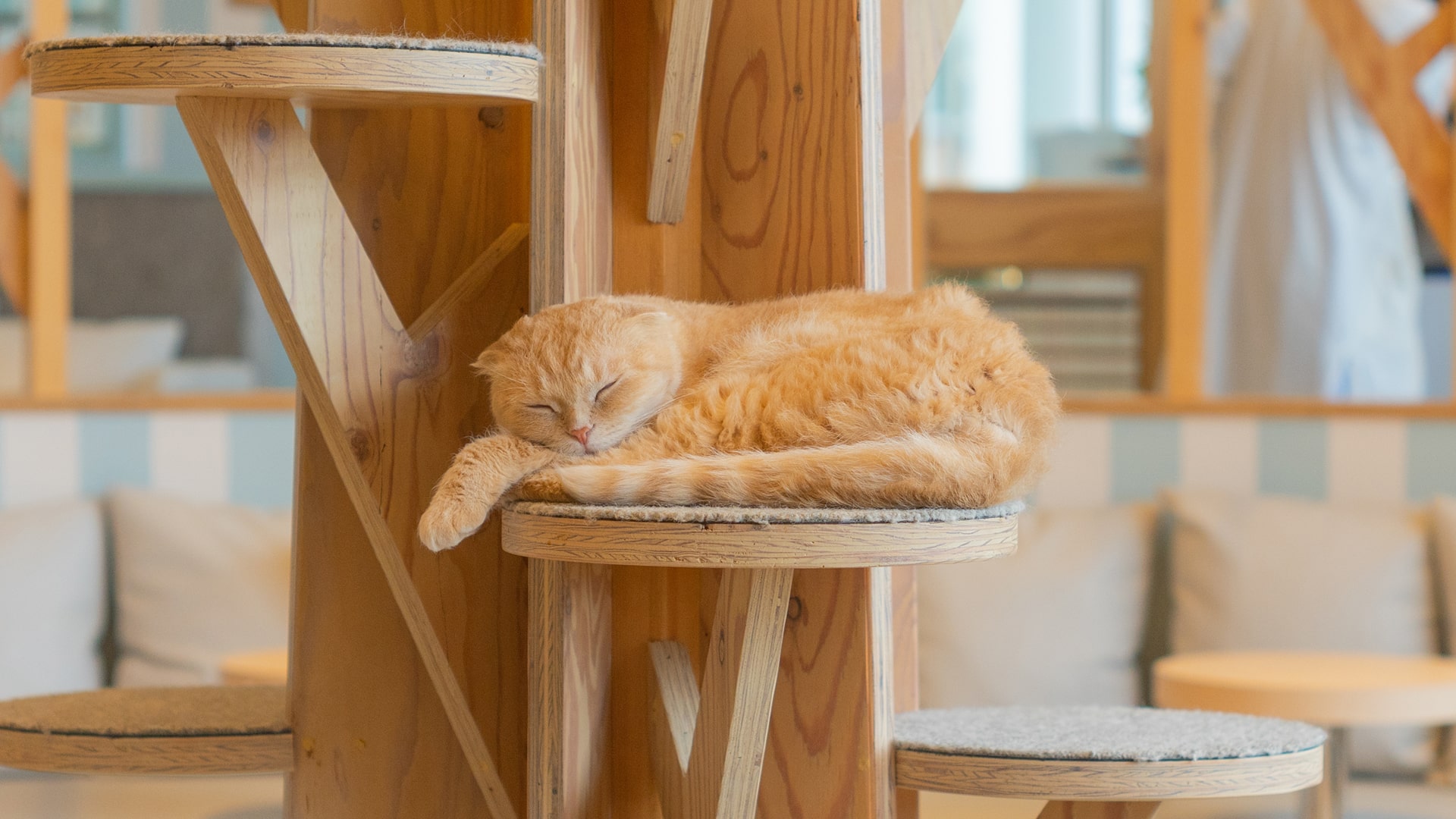 Cat and Koi Lounge Las Vegas — cozy cat lounge with koi pond