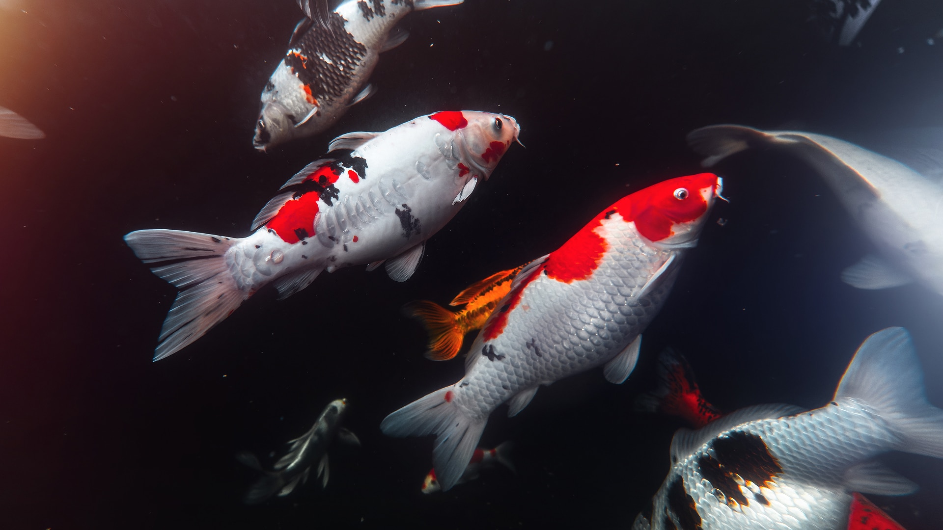 Cat and Koi Lounge in Las Vegas — cozy cat lounge with koi pond