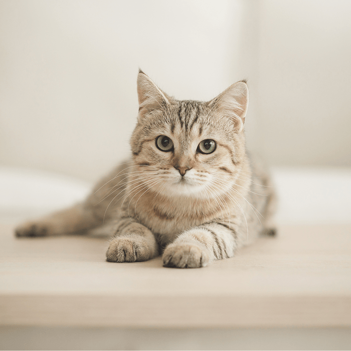 Cat and Koi Lounge in Las Vegas — cozy cat lounge with koi pond