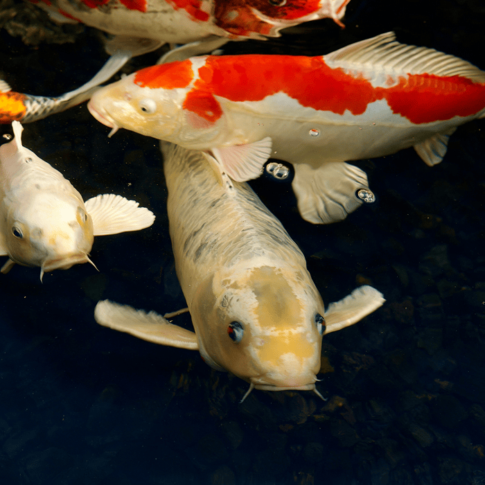 Cat and Koi Lounge Las Vegas — cozy cat lounge with koi pond