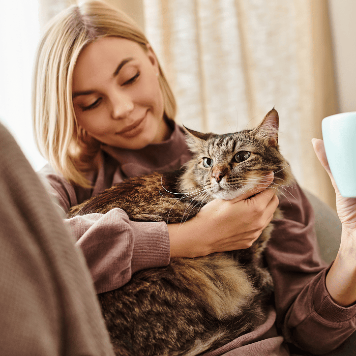 Cat and Koi Lounge Las Vegas — cozy cat lounge with koi pond