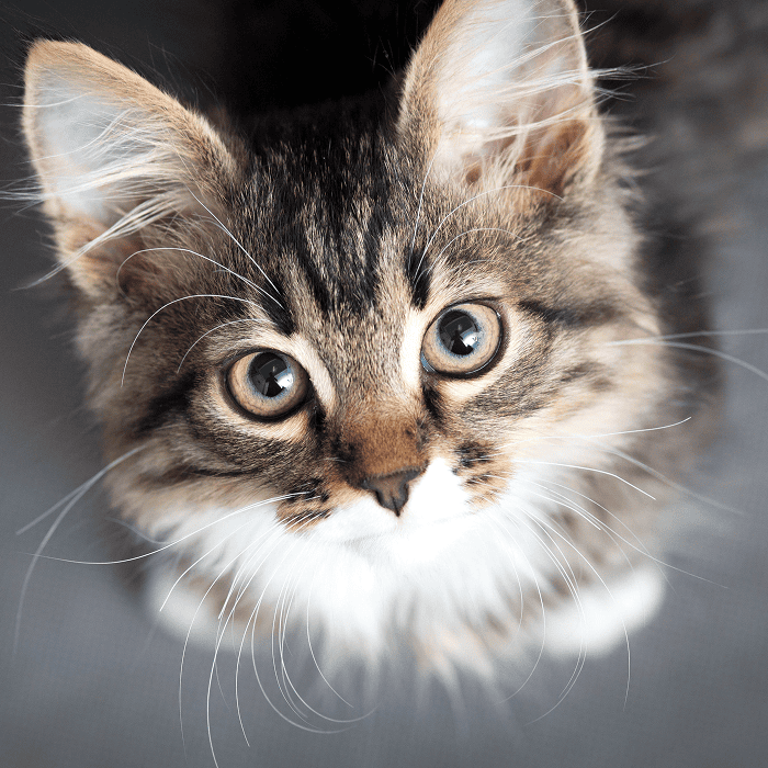 Cat and Koi Lounge in Las Vegas — cozy cat lounge with koi pond